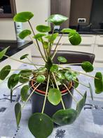 uitgegroeide pannenkoekenplant, Tuin en Terras, Planten | Fruitbomen, Ophalen