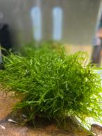 Mousse java, Animaux & Accessoires