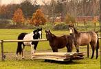 Ruiter gezocht voor pony’s, Dieren en Toebehoren, Springpony, Zadelmak, 3 tot 6 jaar, Meerdere dieren