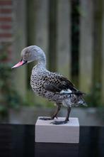 Opgezette Kaapse taling, Verzamelen, Ophalen of Verzenden, Zo goed als nieuw