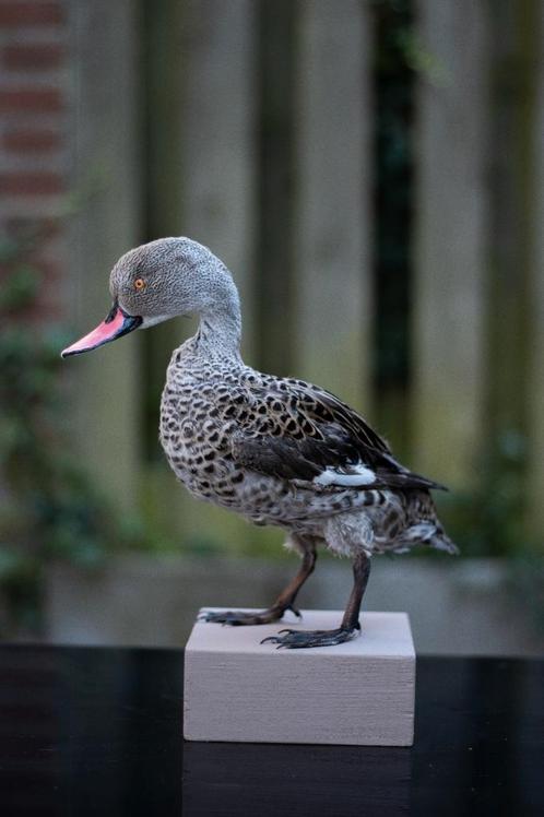 Opgezette Kaapse taling, Verzamelen, Dierenverzamelingen, Zo goed als nieuw, Ophalen of Verzenden