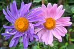 Chinese Aster mix zaden, Callistephus Chinesis, Verzenden, Zaad
