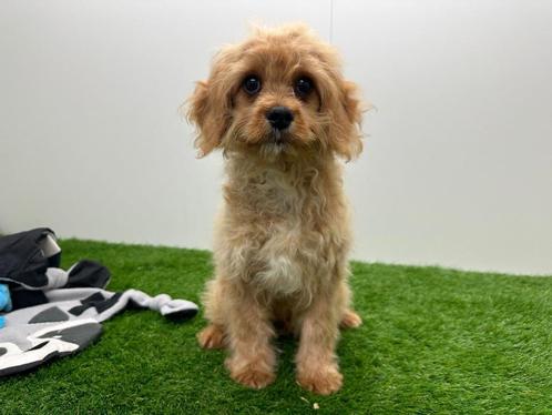 Cavapoo puberpups, Dieren en Toebehoren, Honden | Niet-rashonden, Reu, Fokker | Professioneel, Meerdere, België, 15 weken tot 1 jaar