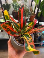 Croton kamerplant – kleurrijk blad, Ophalen