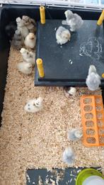 Zijdehoen usa en Cochin parelgrijs koekoek, Dieren en Toebehoren, Pluimvee, Geslacht onbekend, Kip