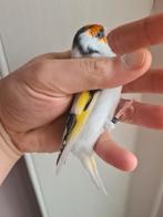 Chardonneret male panaché, Dieren en Toebehoren, Ophalen, Zo goed als nieuw