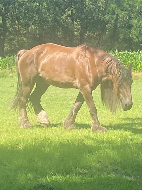 Trekpaard merrie, Animaux & Accessoires, Chevaux, Jument, 175 cm ou plus, 7 à 10 ans, Cheval d'attelage, Avec puce électronique