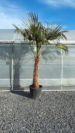 Trachycarpus fortunei palmboom, Tuin en Terras, Planten | Bomen, Ophalen, Palmboom