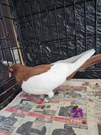 Ekster duif doffer, Dieren en Toebehoren