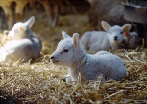 À la recherche d'une bouteille d'agneaux, Animaux & Accessoires, Moutons, Chèvres & Cochons