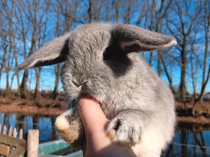 Nederlandse dwerg hangoortjes, Animaux & Accessoires, Lapins, Nain, Plusieurs animaux, 0 à 2 ans, Oreilles tombantes