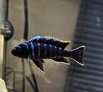 Cynothylapia ndonga, cichlidés profonds du Malawi, Poisson, Poisson d'eau douce