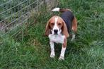 Beagle mâle - 3 ans, Un chien, Belgique, Parvovirose, 3 à 5 ans