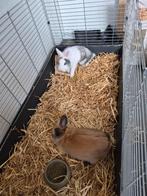 2 hangoor konijnen (vrouwen) + met toebehoren, Dieren en Toebehoren, Vrouwelijk, Klein, Hangoor, 0 tot 2 jaar