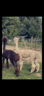 Scheren van alle soorten schapen&alpacas heel belgie