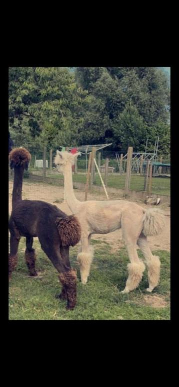 Scheren van alle soorten schapen&alpacas
