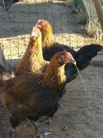 Marans kippen, Dieren en Toebehoren, Pluimvee