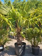 Palmboom Trachycarpus Fortunei, Jardin & Terrasse, Plantes | Arbres, Enlèvement, Ombre partielle, Palmier