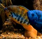 Schitterende kweekkoppel/kweekgroep cichliden, Dieren en Toebehoren, Vissen | Aquariumvissen, Vis, Zoetwatervis