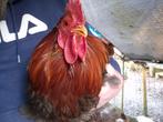 4 coqs gratuits, Animaux & Accessoires