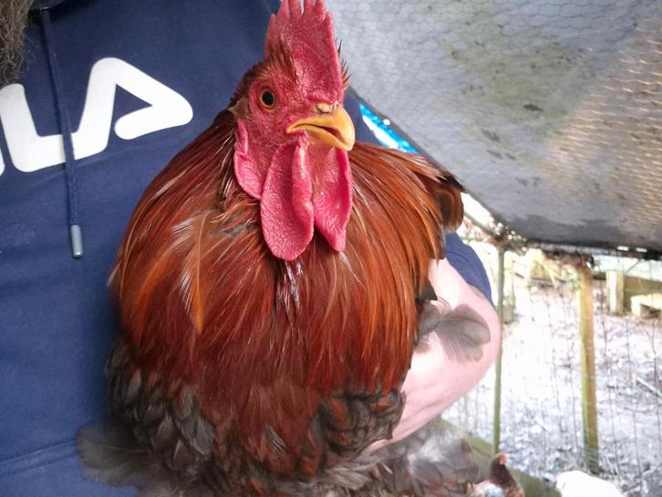 4 coqs gratuits, Animaux & Accessoires, Volatiles