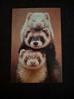 Postkaart fret, Verzamelen, Postkaarten | Dieren, Ophalen of Verzenden