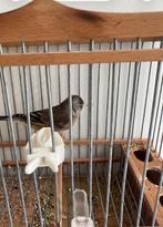 Metisse chardonneret parva 2025, Dieren en Toebehoren, Vogels | Overige Vogels, Mannelijk