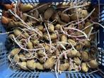 Aardappel zaailingen pootaardappelen, Ophalen