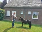 Super mooie shetlander hengst, Dieren en Toebehoren, Pony's, Hengst, A pony (tot 1.17m), Gechipt, 0 tot 2 jaar