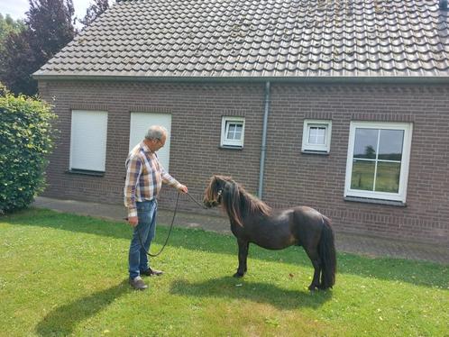 Super mooie shetlander hengst, Dieren en Toebehoren, Pony's, Hengst, A pony (tot 1.17m), 0 tot 2 jaar, Gechipt, Ontwormd