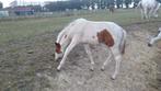 Veelbelovend D pony veulen met het bloed van Emerald, Dieren en Toebehoren, Gechipt, Niet van toepassing, Springpony, 0 tot 2 jaar
