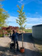 Cercidiphyllum japonicum uitverkoop, Tuin en Terras, Ophalen of Verzenden