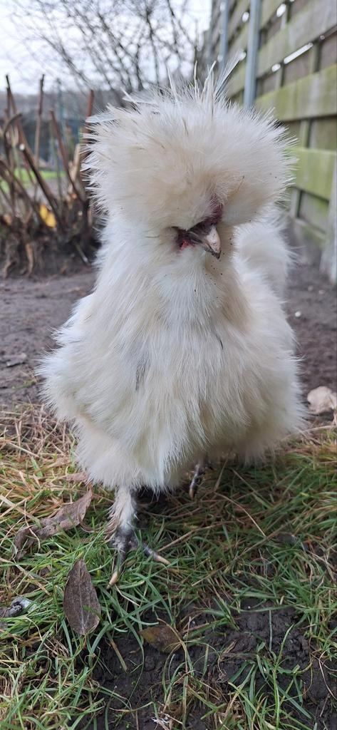 Knappe USA zijdehoender haan, Dieren en Toebehoren, Pluimvee, Kip, Mannelijk