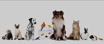 Gratis dieren gezocht  beschikbaar voor biedingen