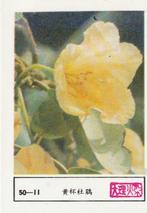 lucifermerk luciferetiket #200 bloemen (50-11), Boîtes ou marques d'allumettes, Envoi, Neuf