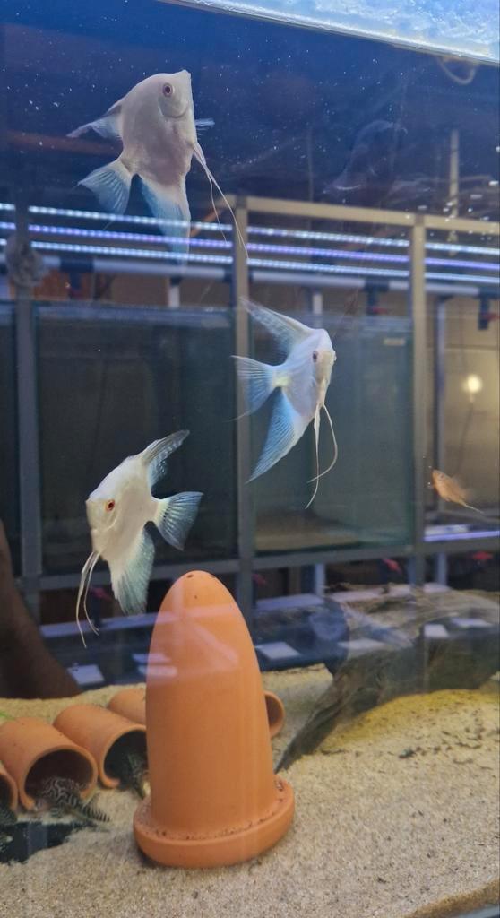 3 volwassen bulgarian seal point maanvissen, Dieren en Toebehoren, Vissen | Aquariumvissen