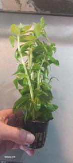 Limnophila aromatica " green " pot 5cm, Ophalen of Verzenden