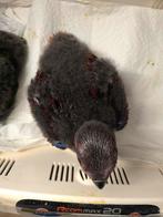 Edelpapegaai pop van 30/9, Dieren en Toebehoren, Vogels | Parkieten en Papegaaien, Tam