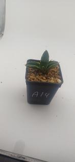 agave titanota, Vetplant, Ophalen of Verzenden, Minder dan 100 cm, Volle zon