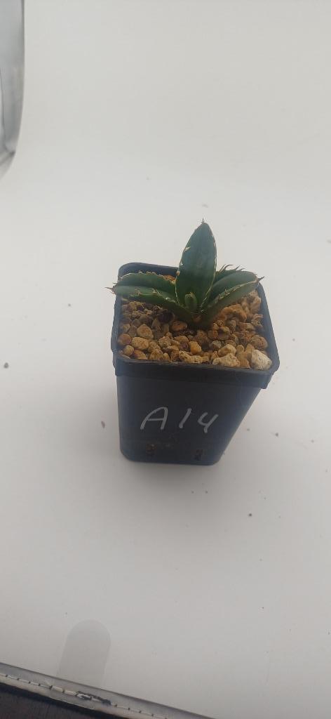 agave titanota, Huis en Inrichting, Kamerplanten, Vetplant, Minder dan 100 cm, Groene kamerplant, Volle zon, Ophalen of Verzenden