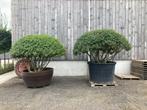 Osmanthus meerstammen, Tuin en Terras, Planten | Bomen, Halfschaduw, Overige soorten, Lente, 100 tot 250 cm