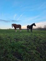 Twee lieve oudere ruinen, Animaux & Accessoires, Chevaux