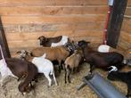 Bonte kameroen schapen, Dieren en Toebehoren, Meerdere dieren, Schaap, 0 tot 2 jaar