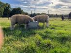 5 lammeren te koop - ooien - rammen - schapen, Dieren en Toebehoren, Schapen, Geiten en Varkens, Schaap, 0 tot 2 jaar