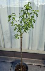 Yuzu boompje op stam 115 cm, Tuin en Terras, Ophalen, Overige soorten, 100 tot 250 cm