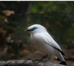 Balispreeuw pop met cité en DNA ruilen, Dieren en Toebehoren, Vogels | Overige Vogels, Vrouwelijk, Tropenvogel, Geringd