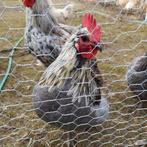 Haantjes 6 maand, Dieren en Toebehoren, Mannelijk, Kip