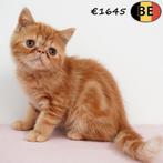Exotic Shorthair - kittens te koop (Belgisch), Dieren en Toebehoren, Meerdere dieren, Gechipt, 0 tot 2 jaar