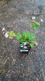 Geranium macrorrhizum 'ingwersen's variety ', Tuin en Terras, Ophalen