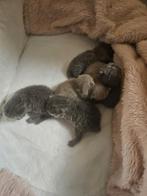 Britse korthaar met stamboom, Dieren en Toebehoren, Katten en Kittens | Raskatten | Korthaar, Meerdere dieren, Met stamboom, 0 tot 2 jaar